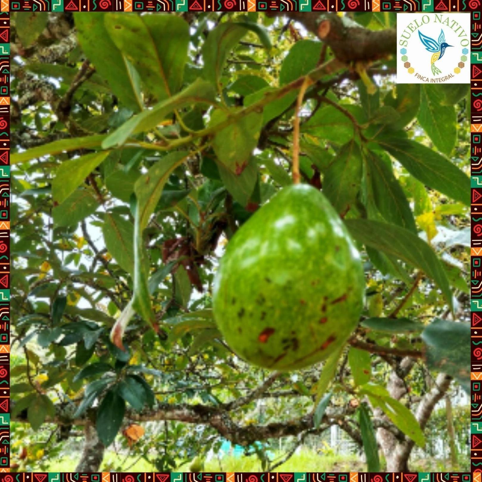 Hotel Finca Integral Suelo Natiivo "Integramos El Campo Con Tu Bienestar" Гуадуас Екстериор снимка